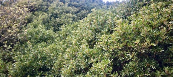 2-salle Maison à Arzachena, Italy No. 74672 23