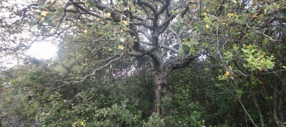 2-salle Maison à Arzachena, Italy No. 74672 36