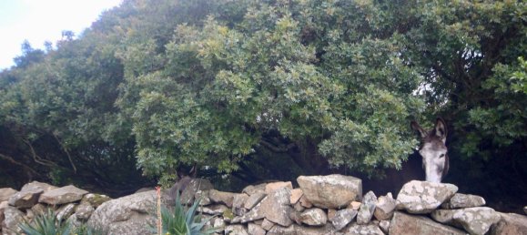 2-salle Maison à Arzachena, Italy No. 74672 48