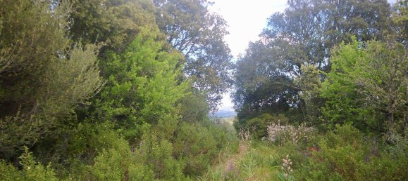 2-salle Maison à Arzachena, Italy No. 74672 25