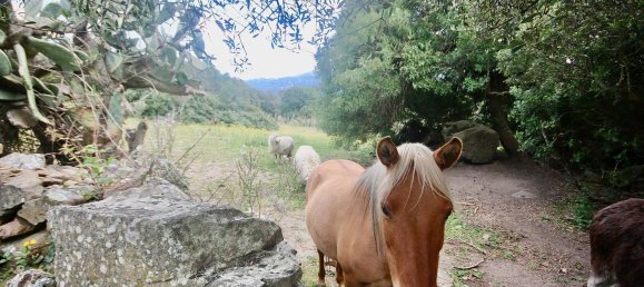 2-salle Maison à Arzachena, Italy No. 74672 44