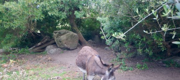 2-salle Maison à Arzachena, Italy No. 74672 43