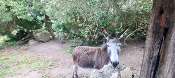 2-salle Maison à Arzachena, Italy No. 74672 38