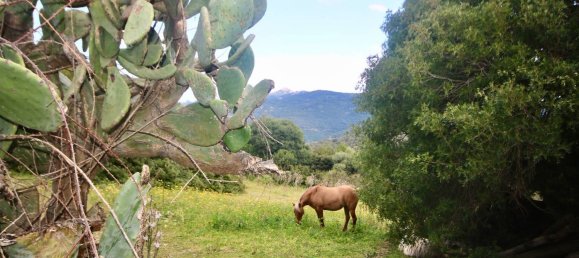 2-salle Maison à Arzachena, Italy No. 74672 41
