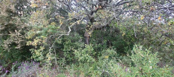 2-salle Maison à Arzachena, Italy No. 74672 34