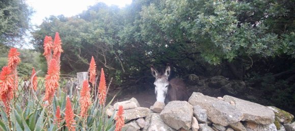 2-salle Maison à Arzachena, Italy No. 74672 45