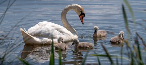 2 bedrooms House in Fleet, United Kingdom No. 3459 38