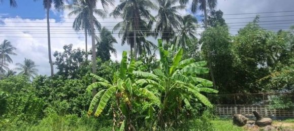  قطعة أرض في Surat Thani, Thailand رقم 24805 3