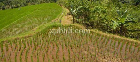 Земельный участок 19200м² в Tabanan, Индонезия № 3815 7