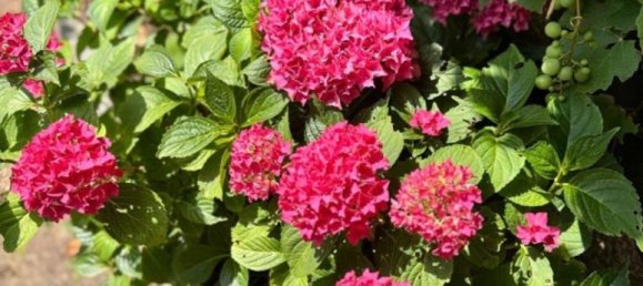 Grundstück in Dresden, Germany, Nr. 291894 17