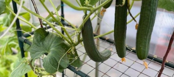 Grundstück in Dresden, Germany, Nr. 291894 14