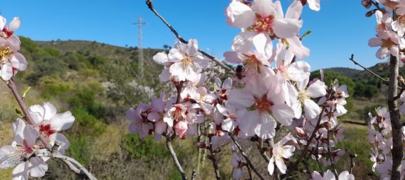 Terrain à Vilajuiga, Spain 25000m² No. 178915 12