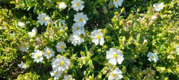 Terrain à Vilajuiga, Spain 25000m² No. 178915 11