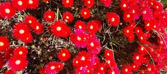 Terrain à Vilajuiga, Spain 25000m² No. 178915 13