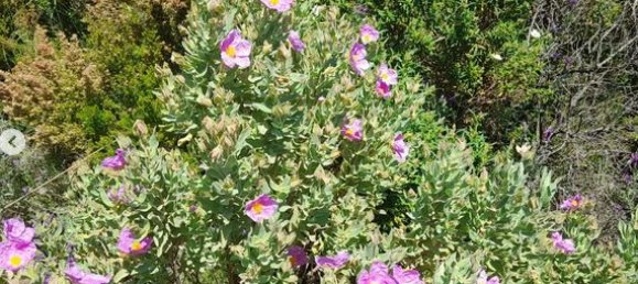 Terrain à Vilajuiga, Spain 25000m² No. 178915 3