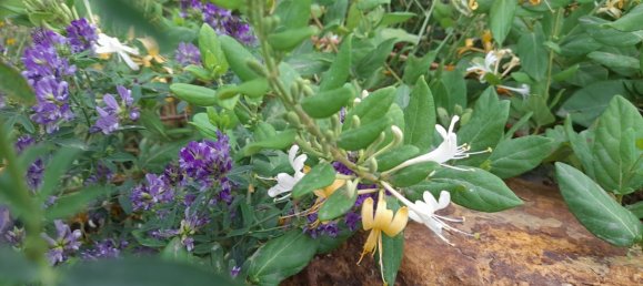 Terrain à Vilajuiga, Spain 25000m² No. 178915 10