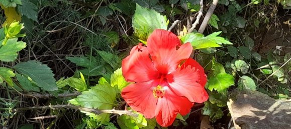 Terrain à Vilajuiga, Spain 25000m² No. 178915 9