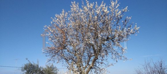 Casa T8 em Pinhel, Portugal N.º 79684 12