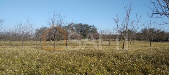 Casa T8 em Pinhel, Portugal N.º 79684 19