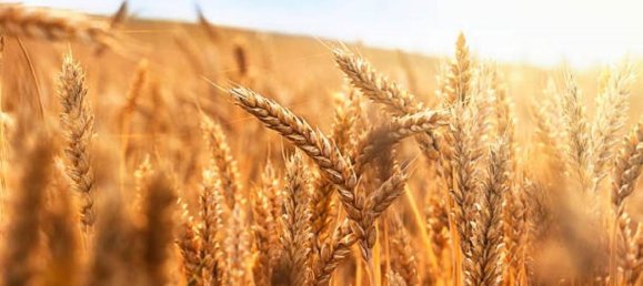 16535m² Land in Cona, Italy No. 208566 2