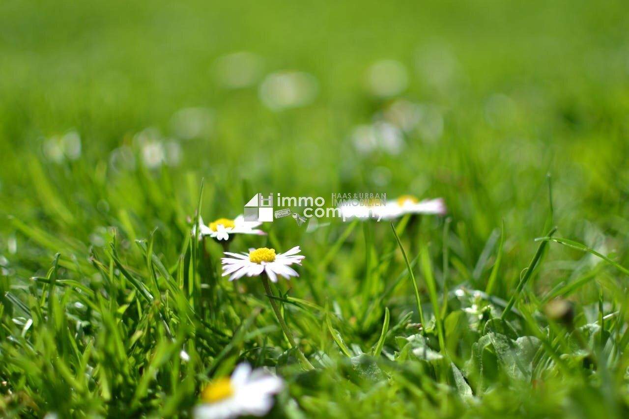  Land in Trautmannsdorf an der Leitha, Austria No. 164317