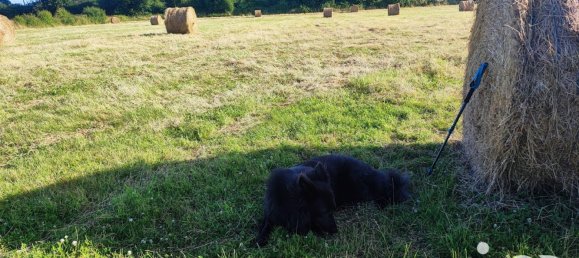 12-Zimmer Haus in Nonvilliers-Grandhoux, France, Nr. 227181 11