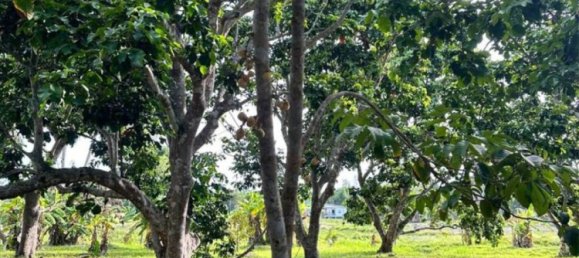  Commercial property in Surat Thani, Thailand No. 24901 7