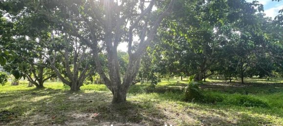  Commercial property in Surat Thani, Thailand No. 24901 6