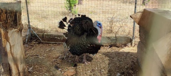 Hotel in Alezio, Italy 100000m², Nr. 331430 13