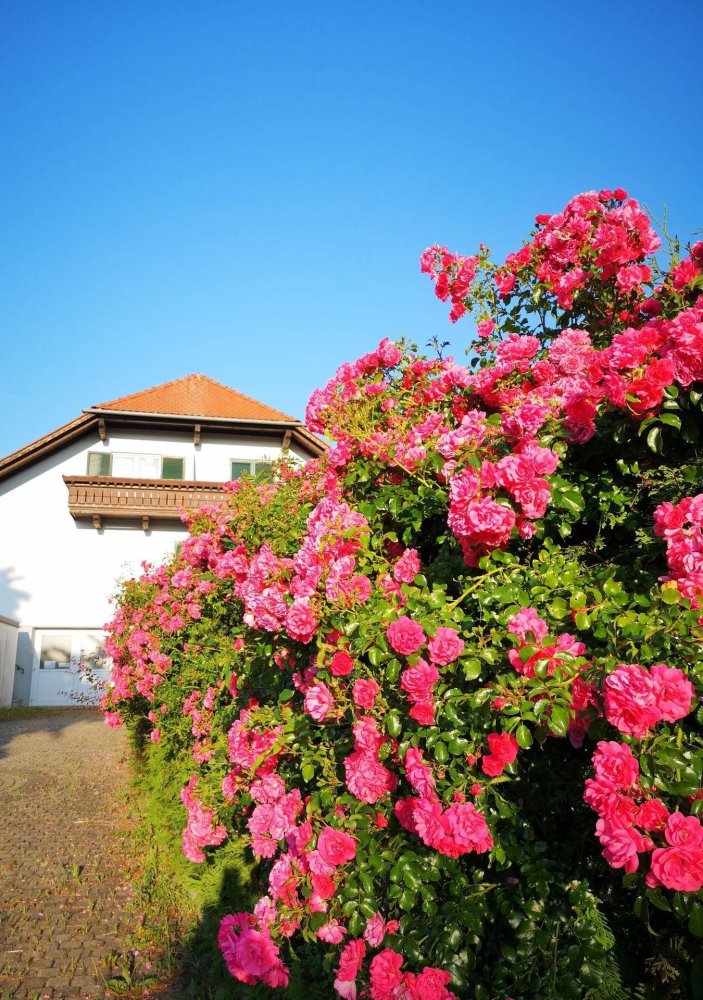 12 chambres Villa à Bad Waltersdorf, Austria No. 144347