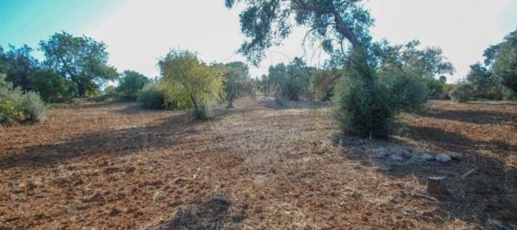 11720m² Land in Olhao, Portugal No. 85715 12