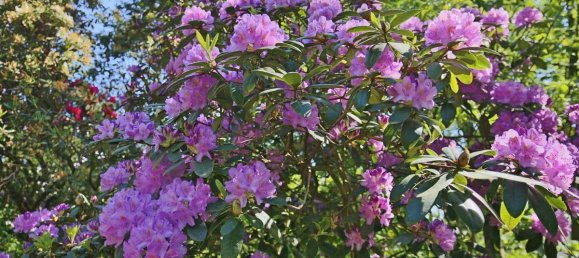 4 bedrooms House in Segeberg, Germany No. 80740 13