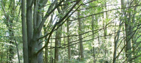 Terreno em Cham, Germany N.º 170817 10