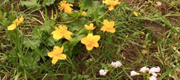 Terreno em Cham, Germany N.º 170817 15