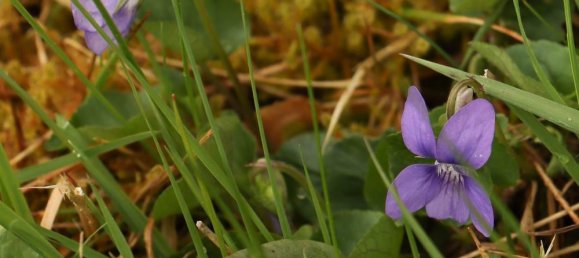 Terreno em Cham, Germany N.º 170817 16