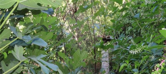 3 bedrooms House in Castelo Branco, Portugal No. 171674 12