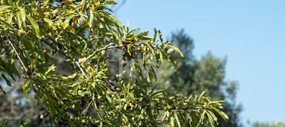 Grundstück in Loule, Portugal 2055m², Nr. 37660 10