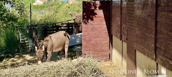 5 bedrooms Land in Cetona, Italy No. 53660 21