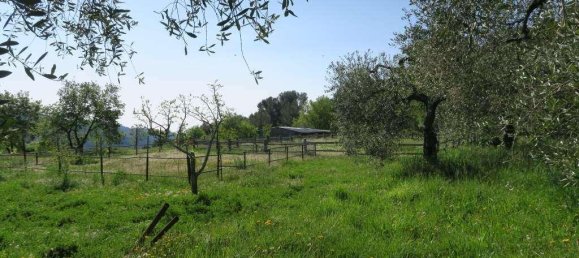 12 rooms Land in San Bartolomeo al Mare, Italy No. 7877 12