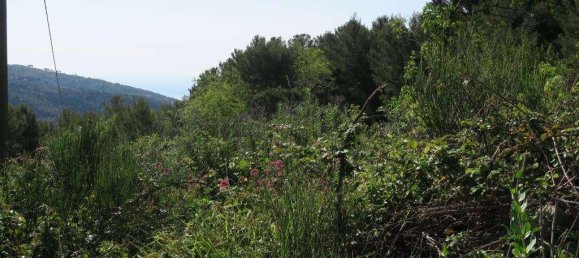 12 rooms Land in San Bartolomeo al Mare, Italy No. 7877 18