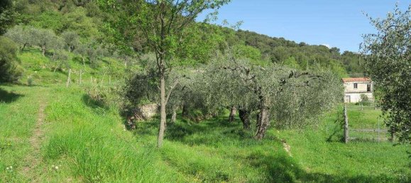 12 rooms Land in San Bartolomeo al Mare, Italy No. 7877 3