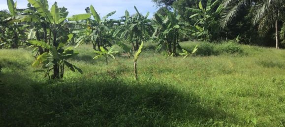 Коммерческая недвижимость 4.800м² в Кхок Клой, Таиланд № 8054 6