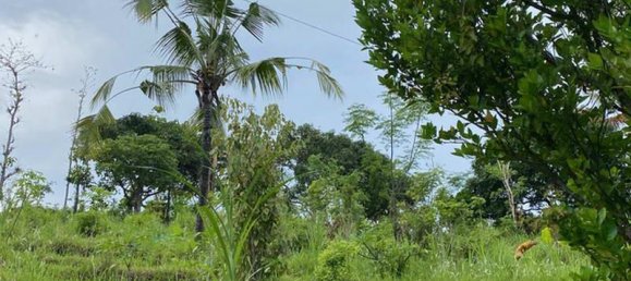 Земельный участок 4400м² в Lovina, Индонезия № 4304 2