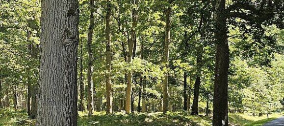 Terrain à Oberhavel, Germany No. 353199 3