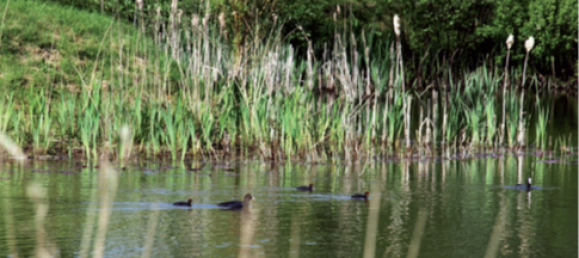 6 rooms Townhouse in Dithmarschen, Germany No. 65324 4