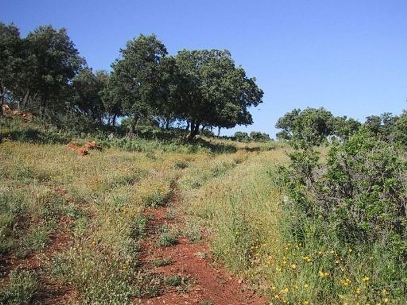 517439m² Land in Ronda, Spain No. 230385