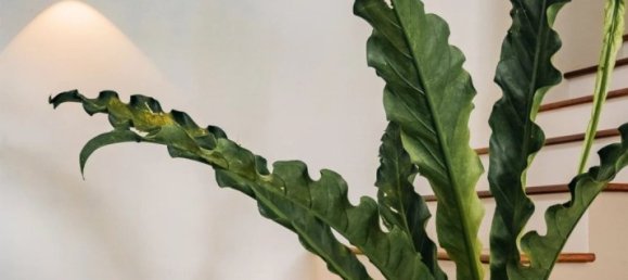 3 غرف نوم فيلا في Tamarin, Mauritius رقم 27299 9