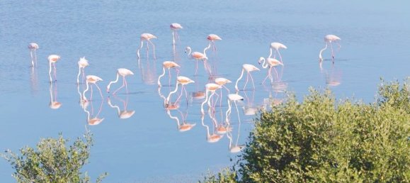 1 chambre Appartement à GATEWAY, Al Zorah, UAE No. 63337 24