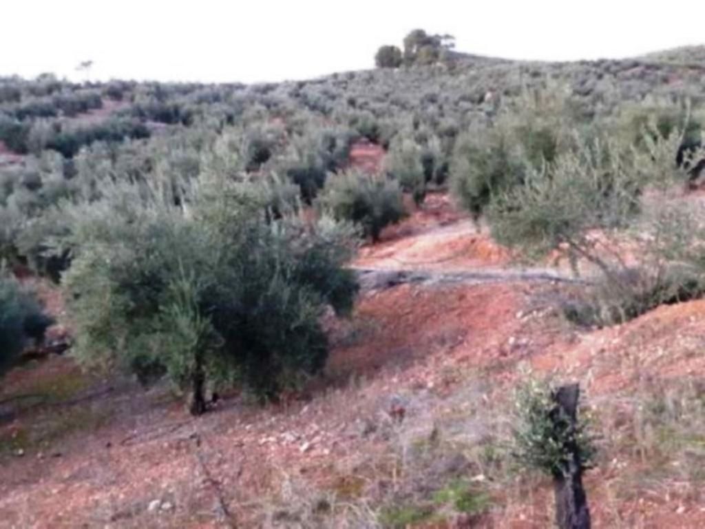 Terreno en Villanueva del Arzobispo, Spain 401252 m² No. 211867