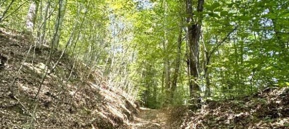 Land in Gamlitz, Austria No. 51071 17